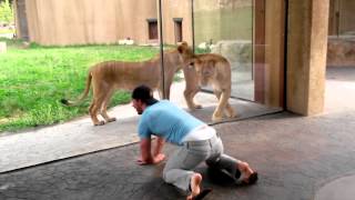 How to play with lions at the zoo [upl. by Rufena]