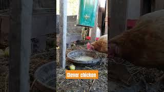 Rat proof chicken feeder easy to make chicken hen [upl. by Htebaras]