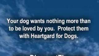 Heartgard for Dogs [upl. by Ameluz537]