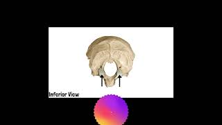 Occipital Bone Anatomy  Cranial Osteology 9 mbbs doctor anatomyandphysiology [upl. by Nyrual]