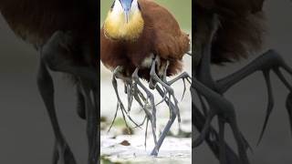 jacanas bird 🤯😱 youtube interesting facts shorts factshorts explore youtube telugu [upl. by Anim]