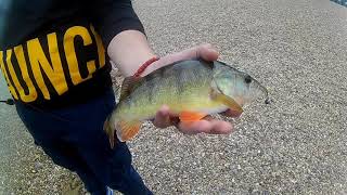 Perch Fishing Ada Lake  07052021 Pecanje Bandara na Adi Ciganliji [upl. by Feeney694]