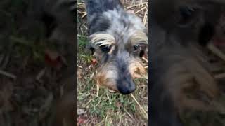 Video of adoptable pet named Buddy [upl. by Glaab]