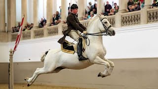 Lipizzaners The Ballerinas of the Horse World [upl. by Clifton]