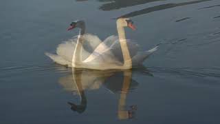 C Saint  Saëns The Swan 白鳥 Severino Gazzelloni flute [upl. by Becka]