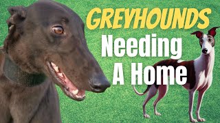 6 Greyhounds looking for a home [upl. by Ellehsat176]