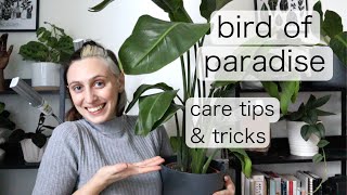 BIRD OF PARADISE INDOOR CARE  Strelitzia Reginae Tips amp Tricks [upl. by Fan]