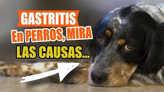 La GASTRITIS en PERROS 🐶Síntomas Causas Diagnóstico [upl. by Yemiaj]