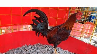 Los Pedigree De Los Gallos Se Demuestran En La Valla Atavismo Genetico [upl. by Ahsa]