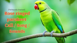 Rose ringed parakeet Song  Rose ringed parakeet Call  Rose ringed parakeet Sounds  Bird Songs [upl. by Gabie73]