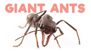 Ant Room Tour  Giant Bull Ants [upl. by Lorenza]