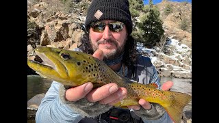 Waterton Canyon 16 Brown Trout  November 2024 [upl. by Malvie]