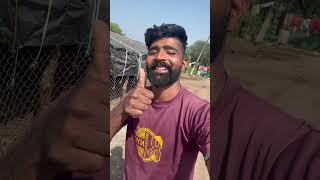 Gaiye ko yesha kiyu kr rahe he 😱 mini vlog cow gircrosscowmilk animalfarming [upl. by Cirdor]