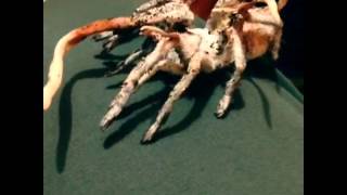 Incredible Zombie FungusAttacked Tarantula [upl. by Irene847]