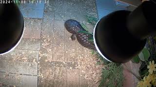 male shingleback skink [upl. by Fergus]