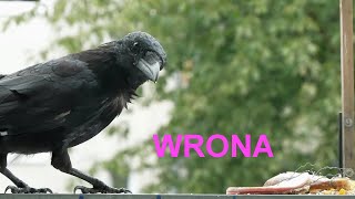 wrona czarnaBLACK CROW🐦🐦🐦 1 [upl. by Eidlog]