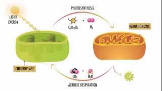 Photosynthesis and Respiration [upl. by Macintosh240]