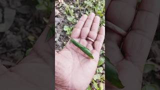 Cool bright green insect insects nature acapella [upl. by Dira769]