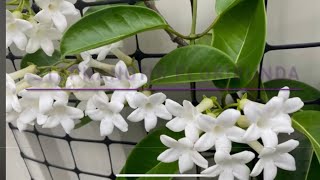 Madagascar Jasmine Planting amp Replanting Tips  Stephanotis floribunda Sweet Scented Flowers [upl. by Zack164]