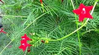 Cypress Vine Ipomoea quamoclit Lisas Landscape amp Design quotPlant Pick of the Dayquot [upl. by Calandra]