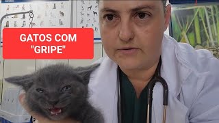 COMO EU GASTEI POUCO DINHEIRO PARA SALVAR UMA NINHADA DE GATOS [upl. by Hcnarb]