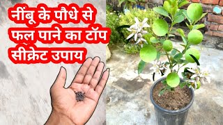 सिर्फ 1 गोली से नींबू के पौधे पर फल पाने का टॉप सीक्रेट उपायBest fertilizer for lemon tree [upl. by Stutsman]