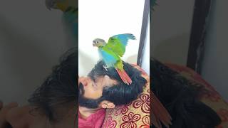 വഴക്കാളി മിട്ടു petbirds birds love petshorts mittuparrot birdslover [upl. by Veda]