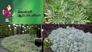 Artemisia PlantMagical Medicinal Value Plant வெள்ளி ஆர்ட்டெமியா  Tamil garden Video in 2 mins [upl. by Arihday]