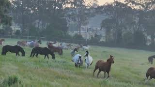 Into Big Dam  Glenworth Valley NSW Au [upl. by Wheelwright]