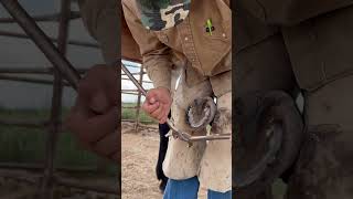 Using nippers to build a “shelf” and trim a hoof instructive mule horse farrier asmr [upl. by Adnomar]