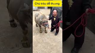 Anh chàng tốt bụng cứu trâu shots tintuc contrâu [upl. by Eiliak72]