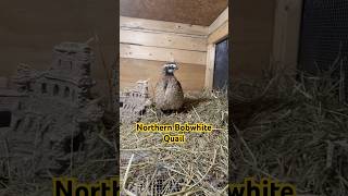 Northern BobWhite Quail animallover quails birdslover birdsounds homestead fy nature cute [upl. by Mathian901]