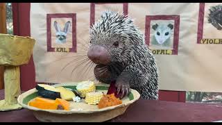 Ricos Thanksgiving Feast  Cincinnati Zoo [upl. by Lyrehs]