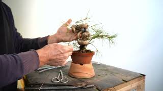 Scotch Pine bonsai tree [upl. by Kent829]