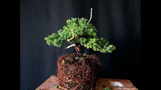 Como DISEÑAR un BONSAI con Junipero de Vivero PASO A PASO [upl. by Narmi938]