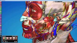 Dental Gross Anatomy Lab 12 Infratemporal Fossa [upl. by Blanch]