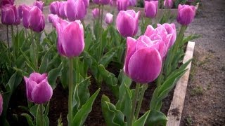 How to Grow Tulips  At Home With P Allen Smith [upl. by Ivel776]