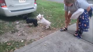 Doggies Tilly und Rommel welcome us home [upl. by Zurheide]