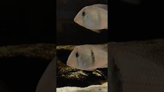 Guianacara Dacrya UDfishroom fishshorts aquarium cichlid geophagus shorts fish [upl. by Ecinad]