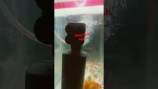 Molly fish ka बच्चे 3din k bachche fish mollyfish mollyfishbreeding [upl. by Lecram637]