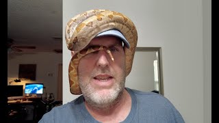 Dwarf Hypo Boa constrictor video hows Leo doing Nov 6th hypoboa [upl. by Thurlow315]