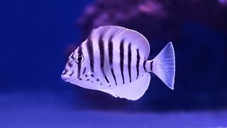 The Zebra Tang Has Come To US  The Aquarium King [upl. by Lamar640]