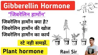 Gibberellin Hormone  Gibberellin Hormone In Hindi  Gibberellin Plant Hormone  Science Guru Ravi [upl. by Cj]