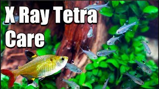 XRay Pristella Tetra Care and Breeding [upl. by Nylevol863]