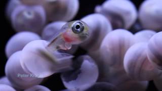 Wolf eel eggs hatching and baby wolf eels [upl. by Strage875]