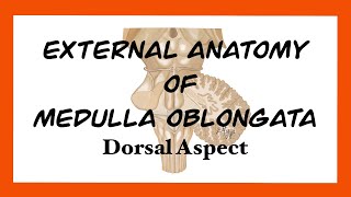 External Anatomy of Medulla Oblongata Dorsal Aspect [upl. by Anegal69]