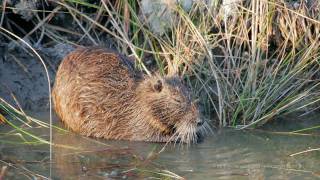 Le ragondin Myocastor coypus [upl. by Suiram]