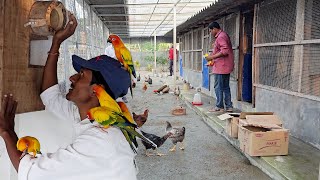 Parrots Released Into Our New Aviary  Naya Firm Pe Bird Chor Diya [upl. by Erret]