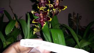 ODCDM Wildcat Golden Red Star Orchid [upl. by Maleen41]