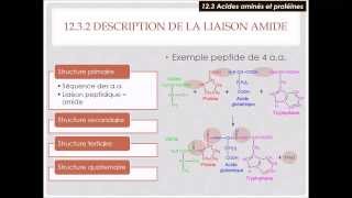 123a Protéines  Acides aminés et liaison peptidique [upl. by Marylynne]